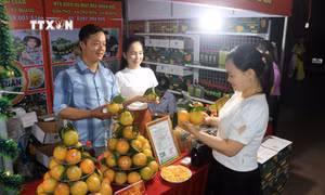 Quảng bá thương hiệu cam và các sản phẩm Hà Tĩnh năm 2024