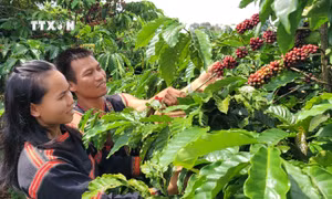 Hơn 54.000 phụ nữ Gia Lai được hỗ trợ tiếp cận vốn tín dụng chính sách