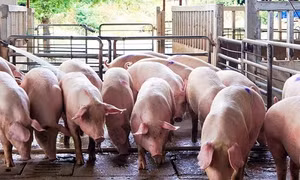 Bình Phước xây dựng vùng chăn nuôi an toàn dịch bệnh