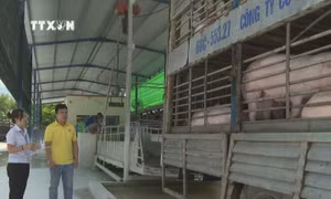 Trạm trung chuyển lợn thịt - "chốt chặn" kiểm soát dịch bệnh ở Bình Phước
