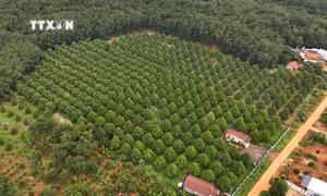 Bình Phước nắm bắt cơ hội phát triển cơ giới hóa nông nghiệp