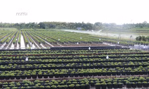 Đồng Tháp trồng hơn 100 ha hoa kiểng phục vụ tết