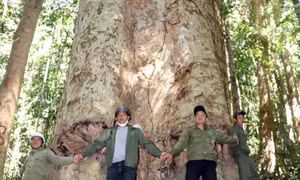 Giữ màu xanh cho tương lai