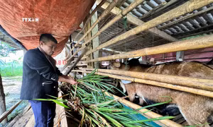 Tạo sinh kế bền vững cho đồng bào dân tộc thiểu số tỉnh Quảng Trị