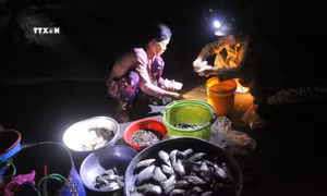 Mùa nước nổi về, náo nhiệt chợ cá Tha La lúc nửa đêm