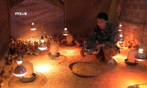 Ninh Bình giảm thiệt hại trước thời tiết bất lợi đối với sản xuất nông nghiệp 
