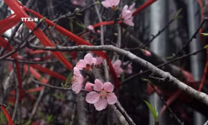 Đào đá Mường Lát vào vụ Tết