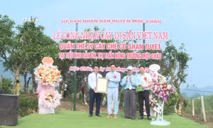 Công nhận quần thể 57 cây chè cổ Shan tuyết ở Mộc Châu (Sơn La) là cây di sản Việt Nam