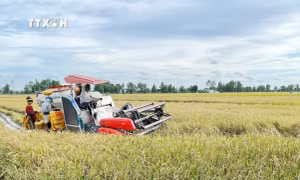 Chính phủ ban hành chính sách hỗ trợ bảo vệ đất trồng lúa