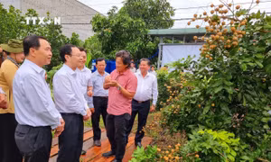 Thới Hưng - Xã nông thôn mới kiểu mẫu mạnh về phát triển kinh tế tập thể, kinh tế vườn ​của Cần Thơ