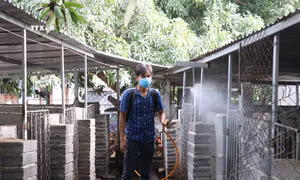 Thủ tướng yêu cầu thực hiện nghiêm các biện pháp phòng, chống dịch tả lợn châu Phi