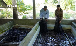 Giá tăng, người nuôi lươn cân nhắc đầu tư