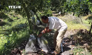 Nông dân vùng lũ thu nhập cao nhờ chuyển sang trồng mít chuyên canh