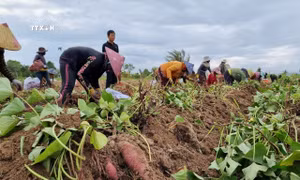 Sùng hại khoai lang lây lan trên diện rộng tại Gia Lai