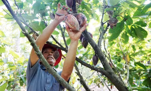 Đắk Lắk có nhiều lợi thế phát triển ngành hàng ca cao