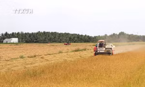 Trà Vinh xây dựng 30.700 ha chuyên canh lúa chất lượng cao, phát thải thấp