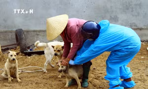 Số ca bệnh dại tử vong gia tăng đột biến tại khu vực miền Trung