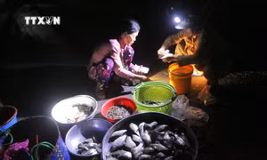 Mùa nước nổi về, náo nhiệt chợ cá Tha La lúc nửa đêm