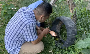 Đắk Lắk: Ghi nhận trường hợp thứ hai mắc viêm não Nhật Bản