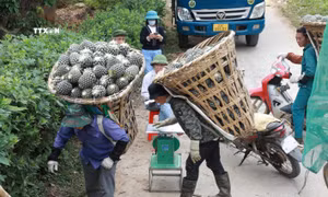 Lào Cai khó khăn trong phát triển cây trồng chủ lực
