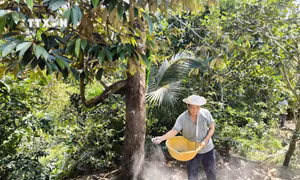 Nhà vườn Bến Tre dồn lực phục hồi vườn cây ăn trái sau hạn mặn