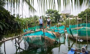 Sông Vàm Cỏ Đông liên tục ô nhiễm, người nuôi cá mất hàng trăm triệu đồng