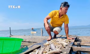 Điều tra nguyên nhân cá nuôi chết hàng loạt trên hồ thủy lợi Ia Mơ