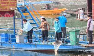 Chung tay dọn rác đổ về lòng hồ thủy điện Tuyên Quang sau bão lũ