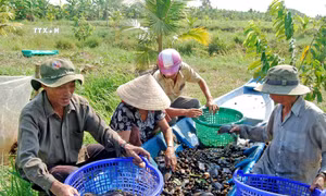 Hồi sinh nguồn lợi cá đồng