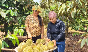 Thu hoạch sầu riêng trồng theo tiêu chuẩn VietGAP tại xã Ia Mơ Nông (Chư Păh, Gia Lai). Ảnh: Hoài Nam - TTXVN