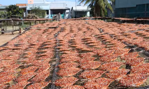 Đa dạng hải sản khô phục vụ Tết Giáp Thìn 