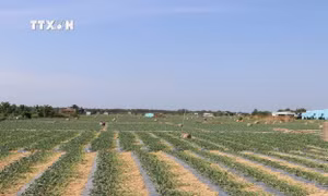 Ứng phó hạn mặn, bảo vệ trên 84.000 ha cây ăn quả đặc sản xuất khẩu tại Tiền Giang