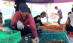 Giá tôm thương phẩm bấp bênh, nhiều rủi ro mùa mưa bão