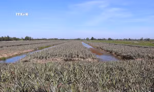 Phát triển vùng dứa chuyên canh Đồng Tháp Mười "sống chung với lũ"
