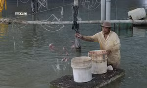 Anh Đinh Vũ Hải nuôi ốc hương thương phẩm lãi hơn 1 tỷ đồng/năm