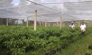Trà Vinh sẽ chuyển đổi trên 1.400 ha đất trồng lúa kém hiệu quả 