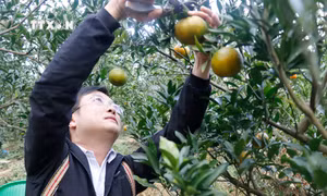 Trái quýt ngọt trên núi đá Lào Cai được mùa, được giá