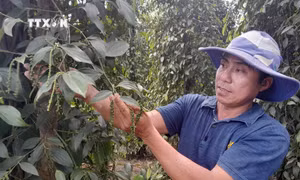 Bình Phước phát huy lợi thế phát triển cây công nghiệp chủ lực