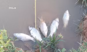Cá của hộ gia đình anh Tao Văn Hung, bản Phiêng Chá, bị chết mỗi khi nhà máy xả thải. Ảnh: Nguyễn Oanh-TTXVN