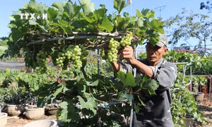 Nhà vườn ở Ninh Thuận cung cấp hàng nghìn chậu nho cảnh độc đáo phục vụ thị trường Tết
