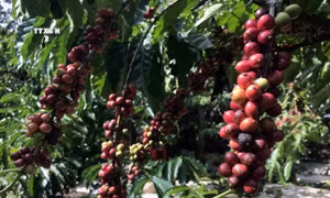 Lâm Đồng đảm bảo an ninh trật tự khi vào cao điểm thu hoạch cà phê