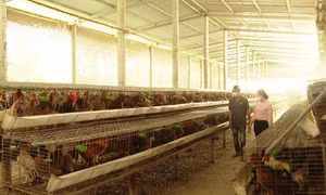 Giá gà thịt tăng giúp người nuôi ở Tiền Giang lãi cao
