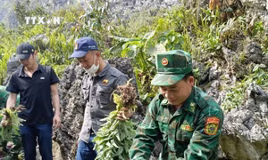 Triệt phá điểm trồng trái phép cây thuốc phiện, đường dây ghi lô đề lớn