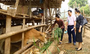 Nghị quyết 01/NQ-CP: Vốn ưu đãi tiếp sức cho người nghèo Sơn La