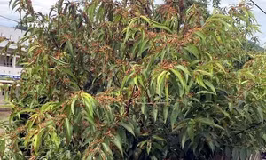 Ngăn châu chấu tre lưng vàng lan rộng, gây hại