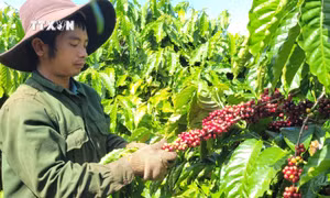 Gia Lai chủ động nguồn nguyên liệu nông sản xuất khẩu