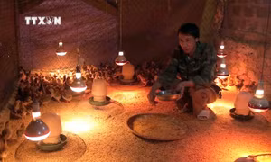 Ninh Bình giảm thiệt hại trước thời tiết bất lợi đối với sản xuất nông nghiệp 