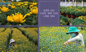 Làng hoa Tết lớn nhất miền Trung được mùa, trúng giá