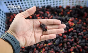 Độc đáo vườn dâu tằm hữu cơ hút khách ở miền Đông Nam Bộ