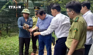 Quảng Bình: Thả 15 cá thể động vật hoang dã về môi trường tự nhiên